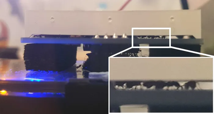 robotics for ants